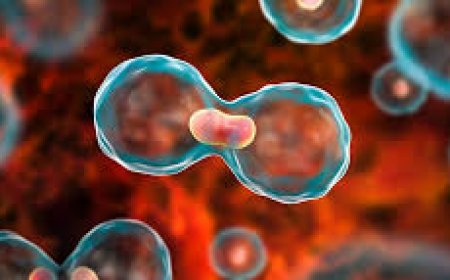 Cancer is a leading cause of death worldwide, accounting for nearly 10 million deaths in 2020 - WHO