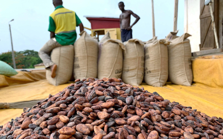 Government Increases Cocoa Producer Price to $5,040 per Tonne for 2025/2026 Season