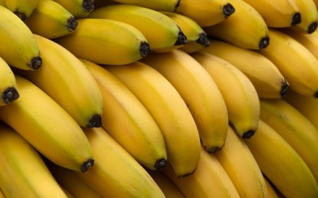 Could an Australian banana prevent a global crop collapse?