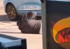 Armed Robber Takes Own Life After Being Shot During Fidelity Cash Van Heist