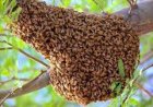 Bees Attack NDC Supporters in Kpandai, One Confirmed Dead