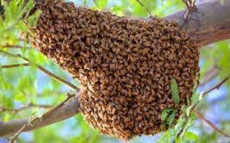 Bees Attack NDC Supporters in Kpandai, One Confirmed Dead
