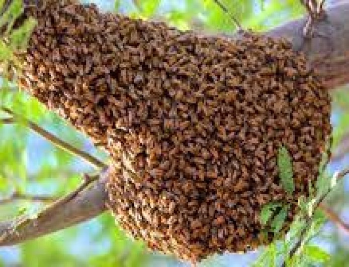 Bees Attack NDC Supporters in Kpandai, One Confirmed Dead