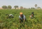 Women in agriculture and the climate in the Upper East  Region of Ghana