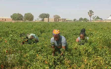 Women in agriculture and the climate in the Upper East  Region of Ghana