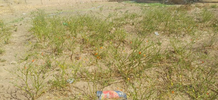 Women in agriculture and the climate in the Upper East  Region of Ghana