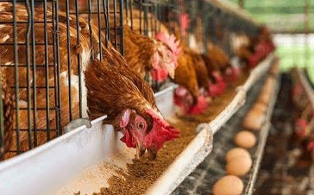 Poultry prices may rise ahead of Christmas as feed and freight costs increase