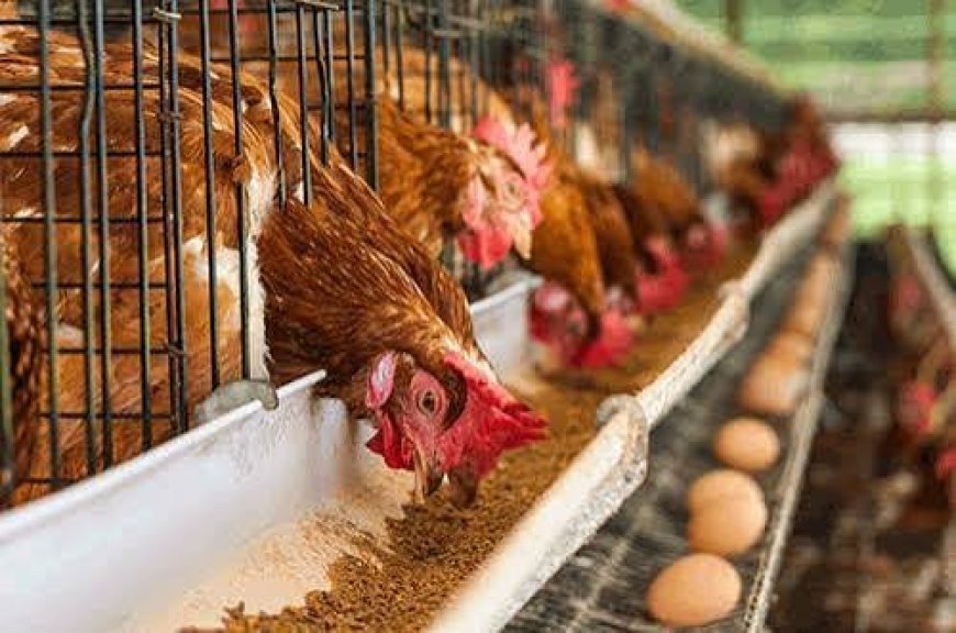 Poultry prices may rise ahead of Christmas as feed and freight costs increase